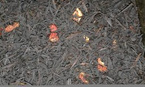 EARL GREY TRUSKAWKA