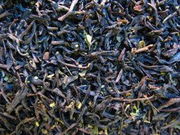 Yunnan herbata